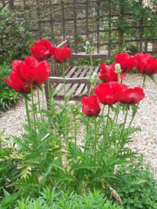 Stunning Red Tulips