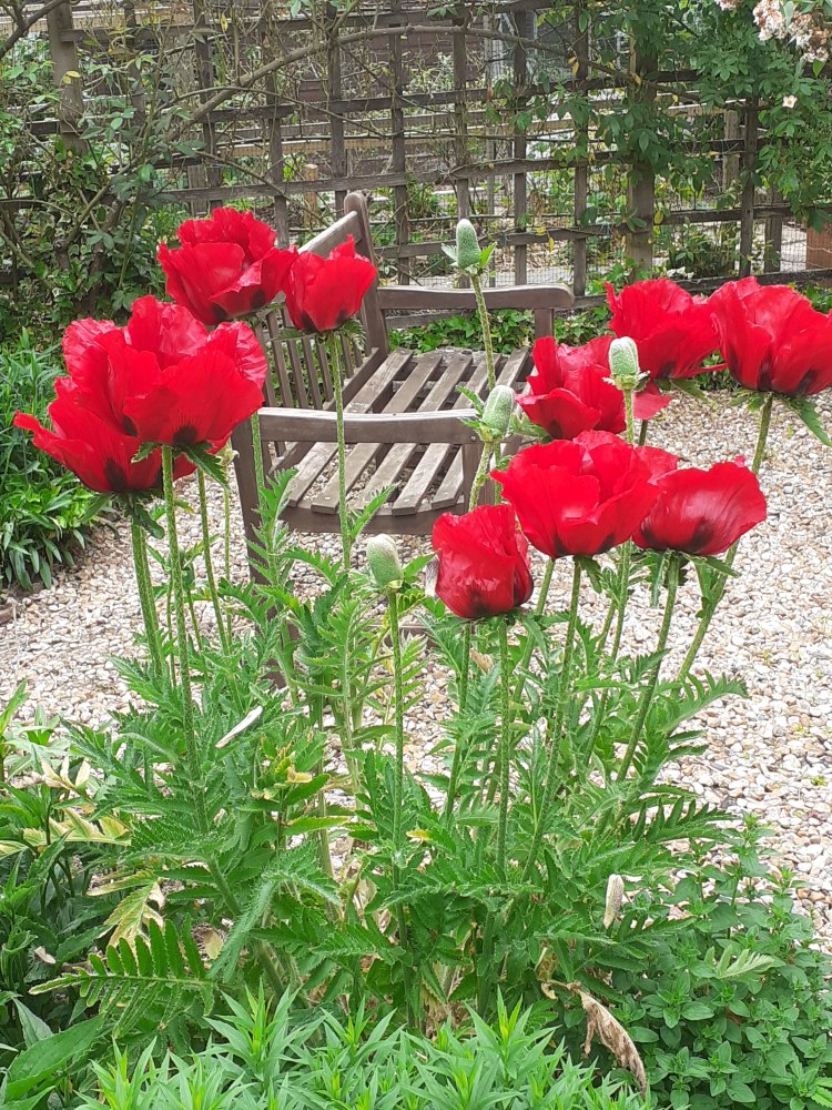 Stunning Red Tulips