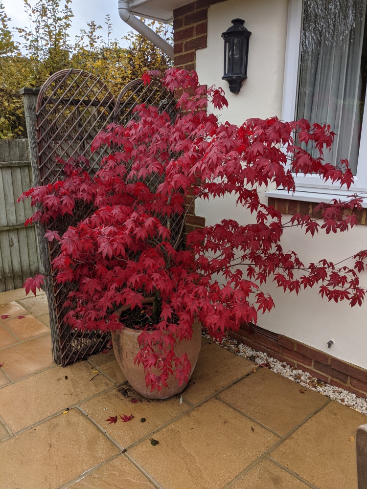 A Gorgeous Acer in a Pot