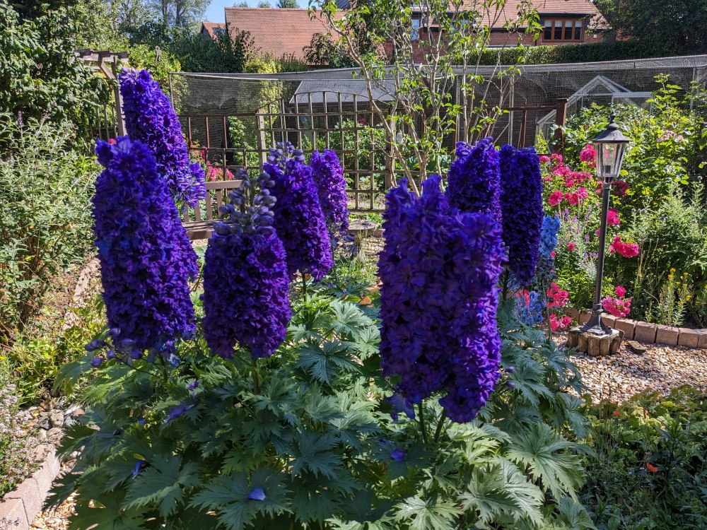 Beautiful Purple Delphiniums