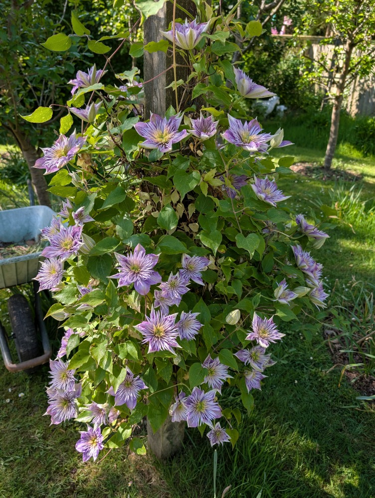 A Lovely Clematis