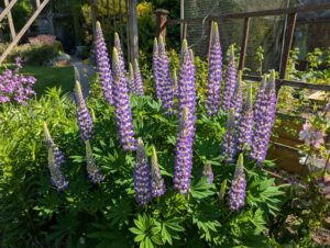 Lovely Lupins in Flower