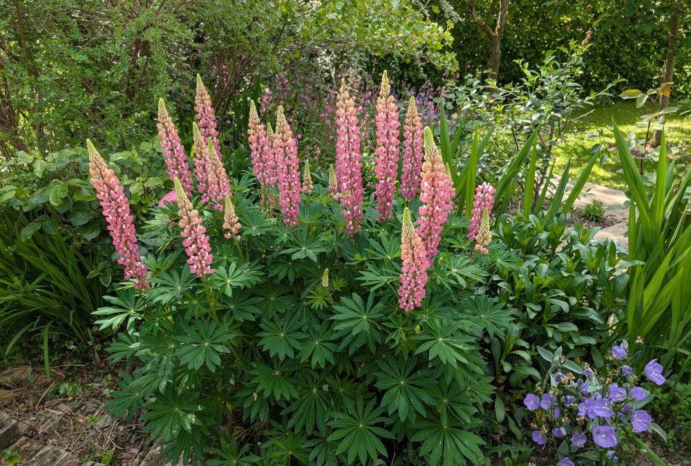 Gardening Jobs for May