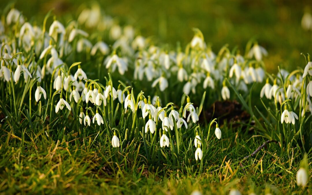 Gardening Jobs for February