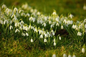 February flowering of Snowdrops