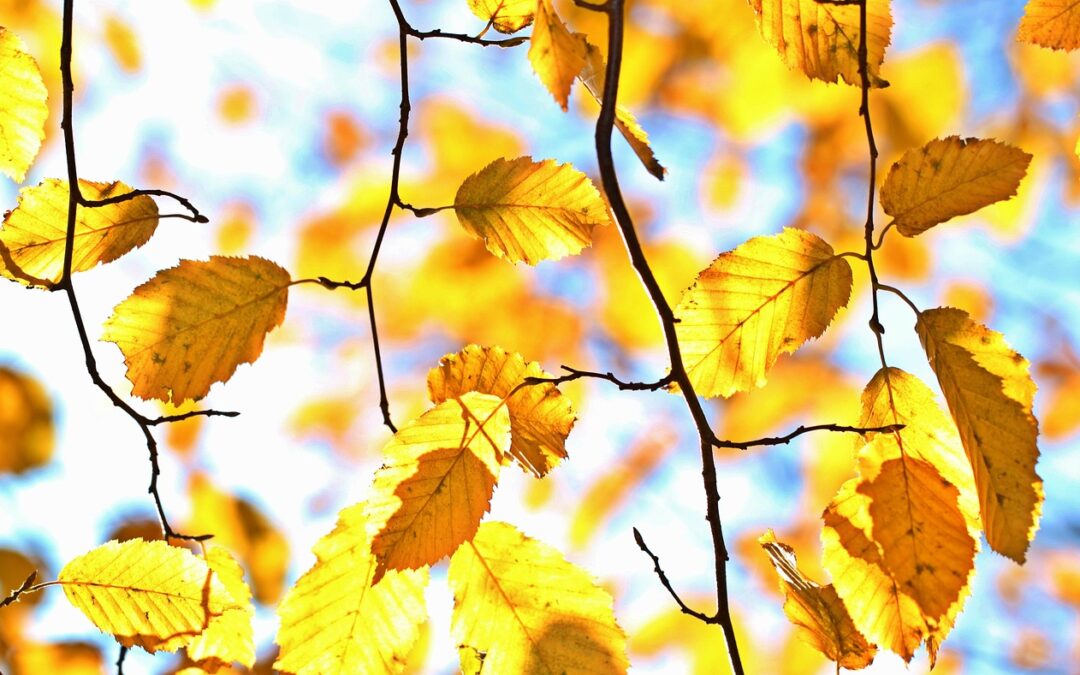 Gardening Jobs for September