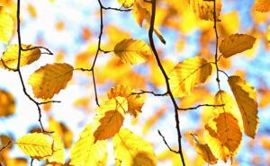 Autumn Leaves