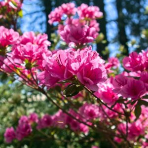 Pink Azalea