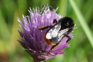 Bumblebee on a flower