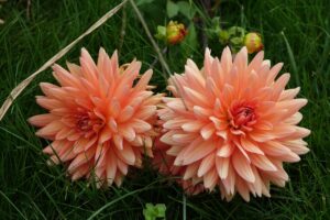 Dahlia in Flower