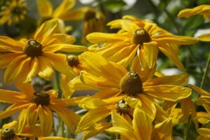 Echinacea Flowers