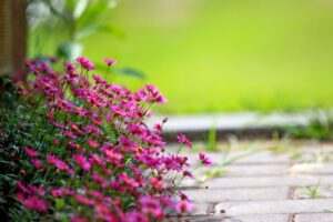 Deep pink herbaceous flowers
