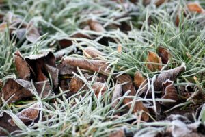 Leaves on a Frosted Lawn