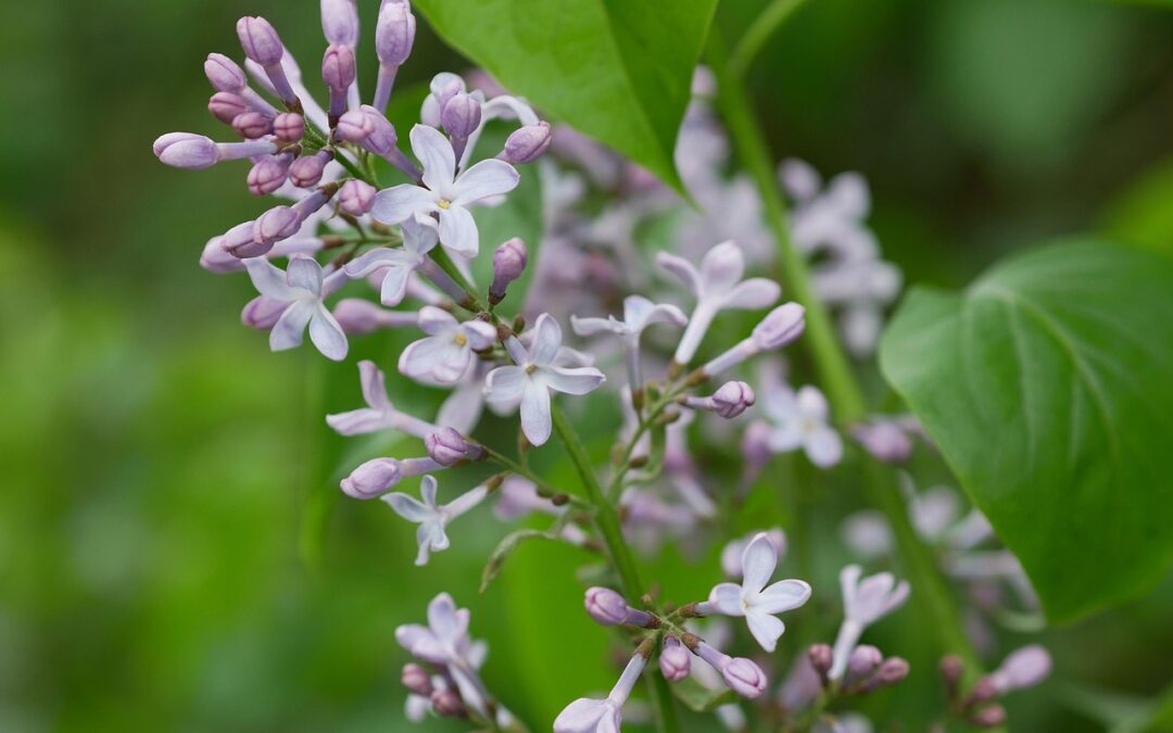 Gardening Jobs in April
