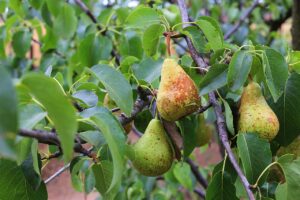 Pears on a Tree