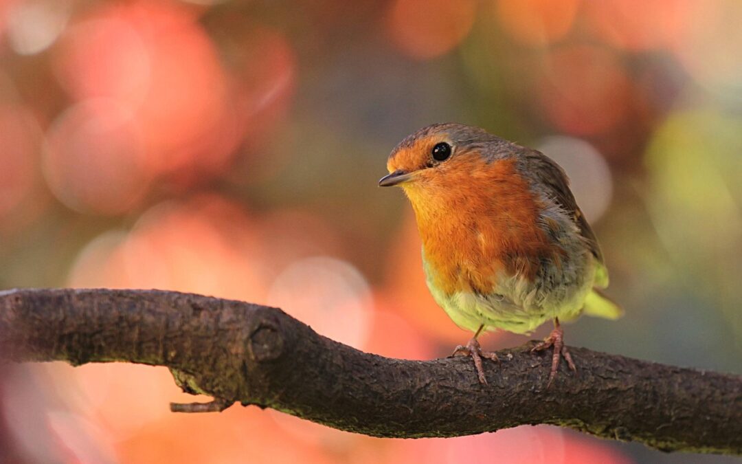 Gardening Jobs for June