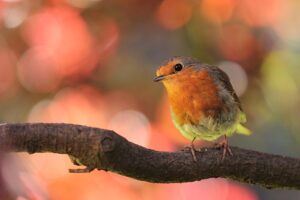 A Robin on a Branch