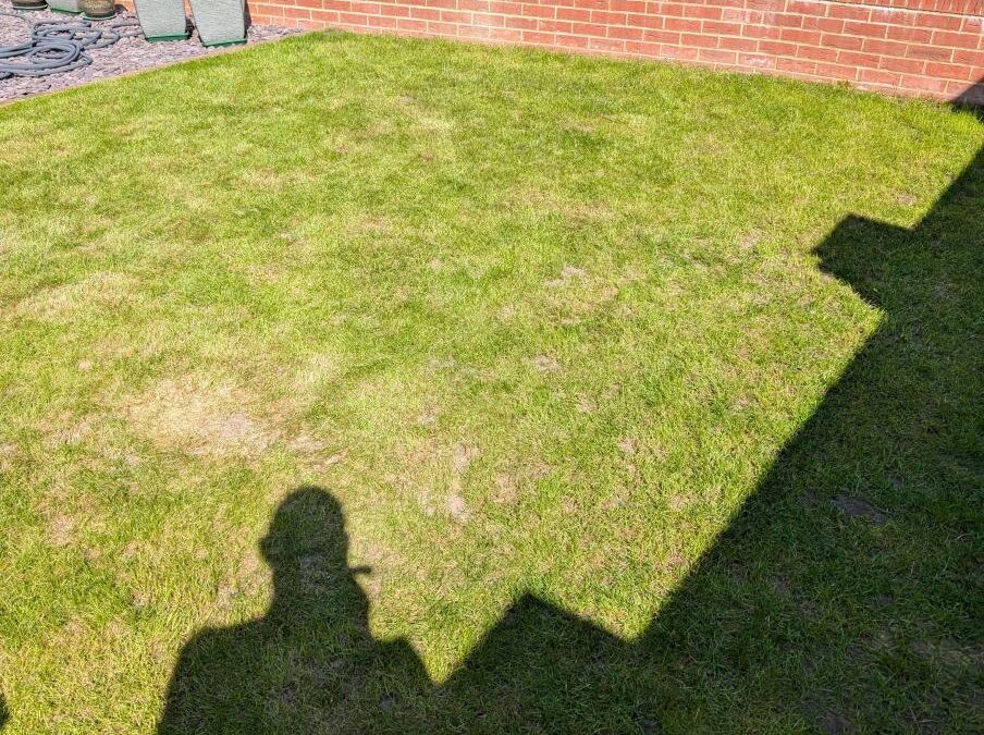 Patchy To Perfect: How I Transformed A New Build Lawn