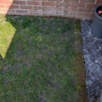 Thin weedy lawn