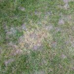 Ant nests in a lawn