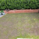 Renovation of the lawn